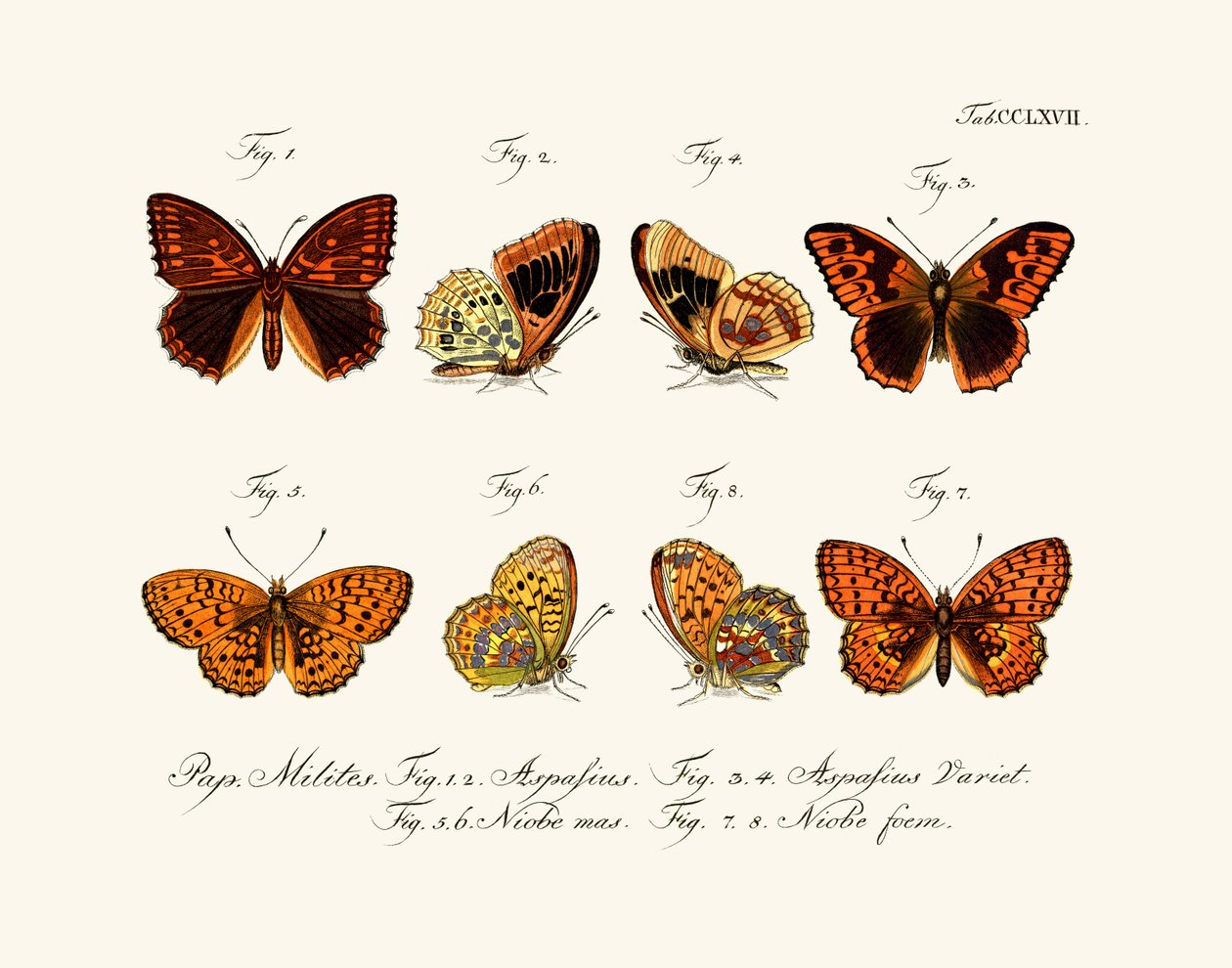 Papillons - German School