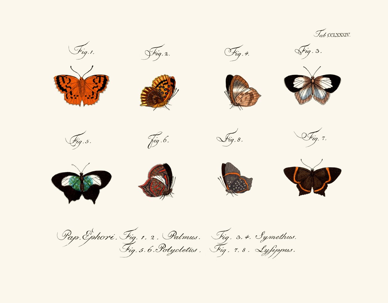 Papillons - German School