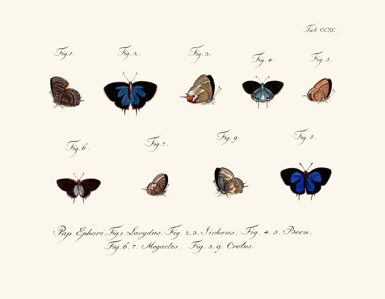 Papillons - German School
