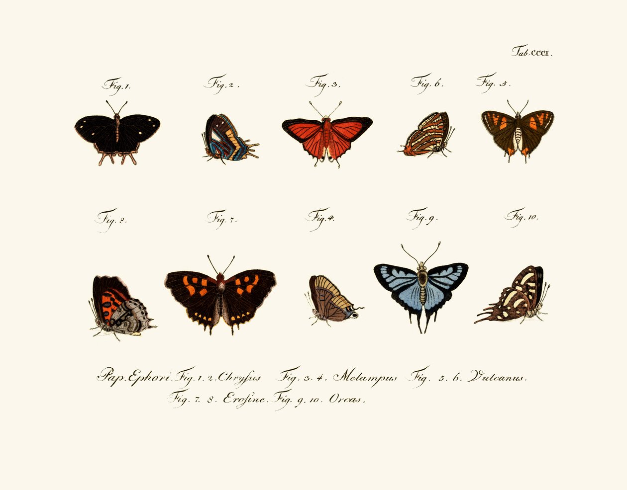 Papillons - German School