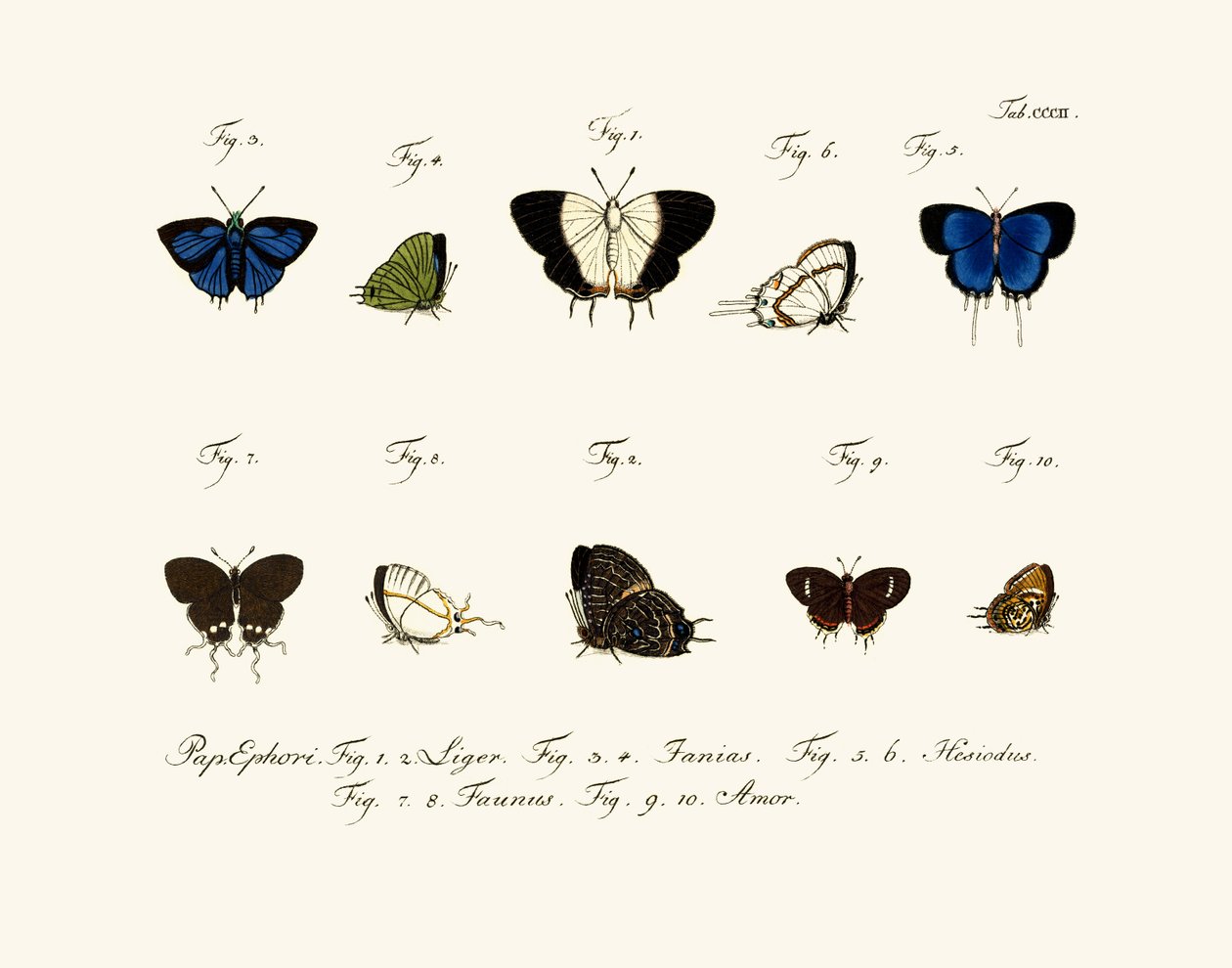 Papillons - German School