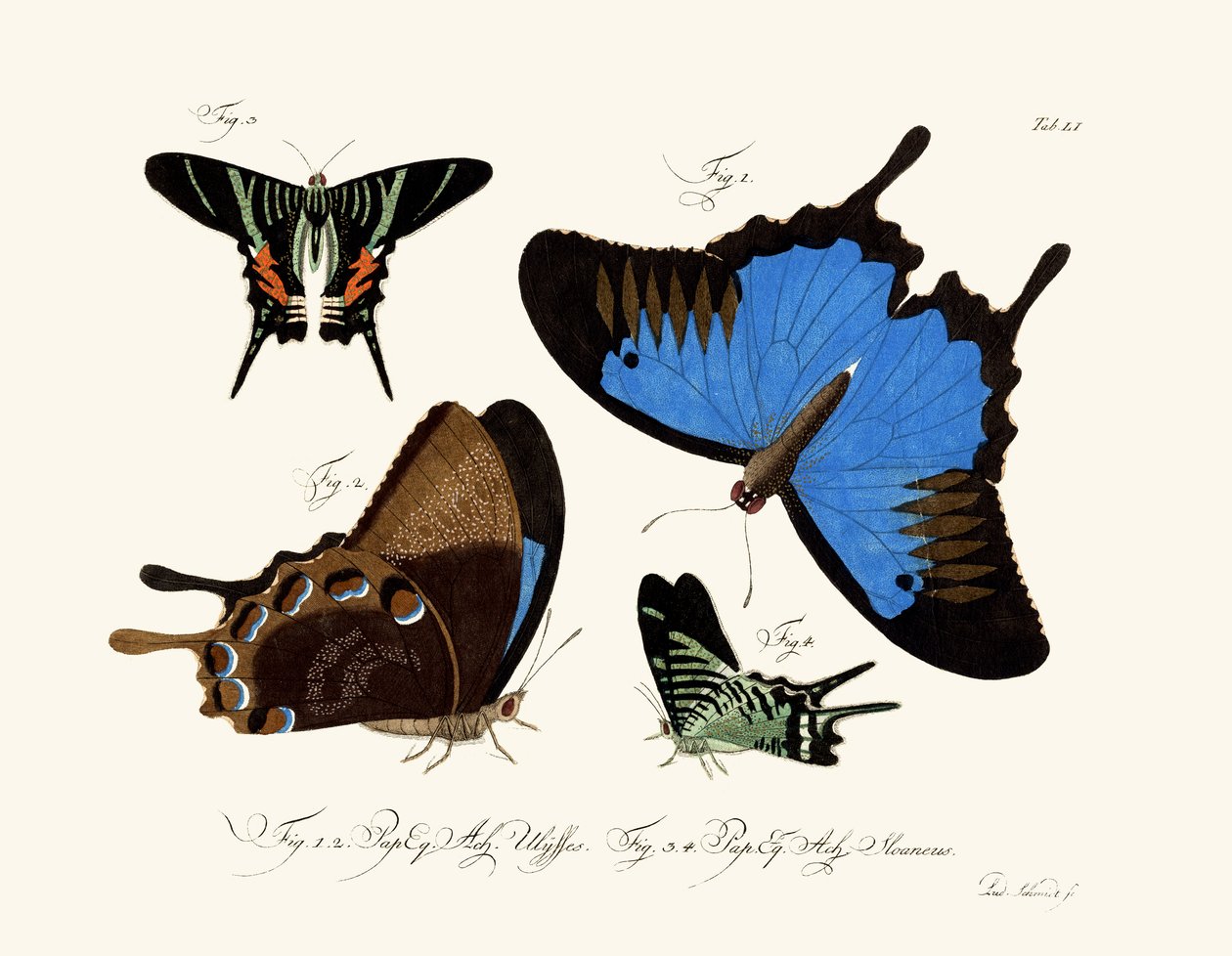 Papillons - German School