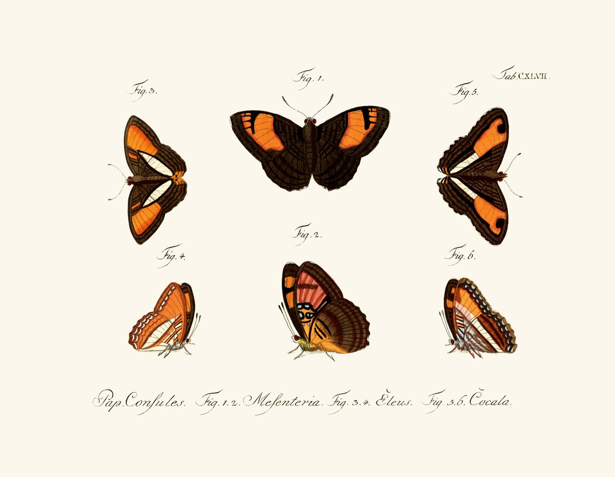 Papillons - German School