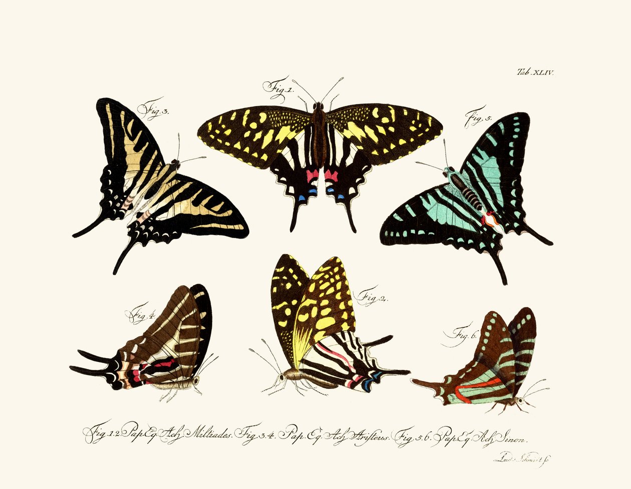 Papillons - German School