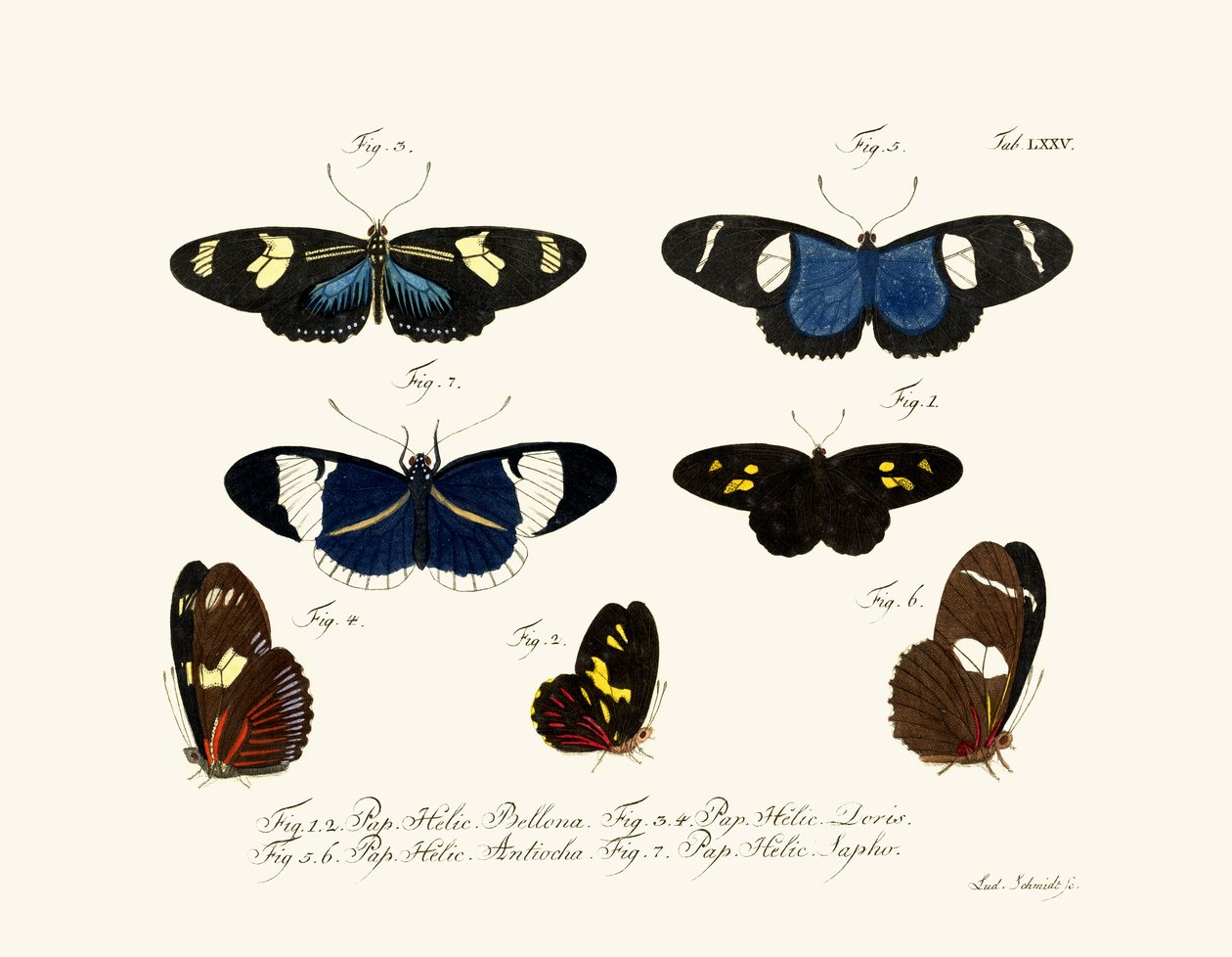 Papillons - German School