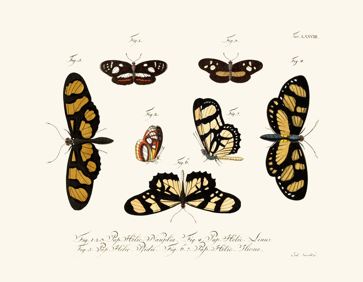 Papillons - German School