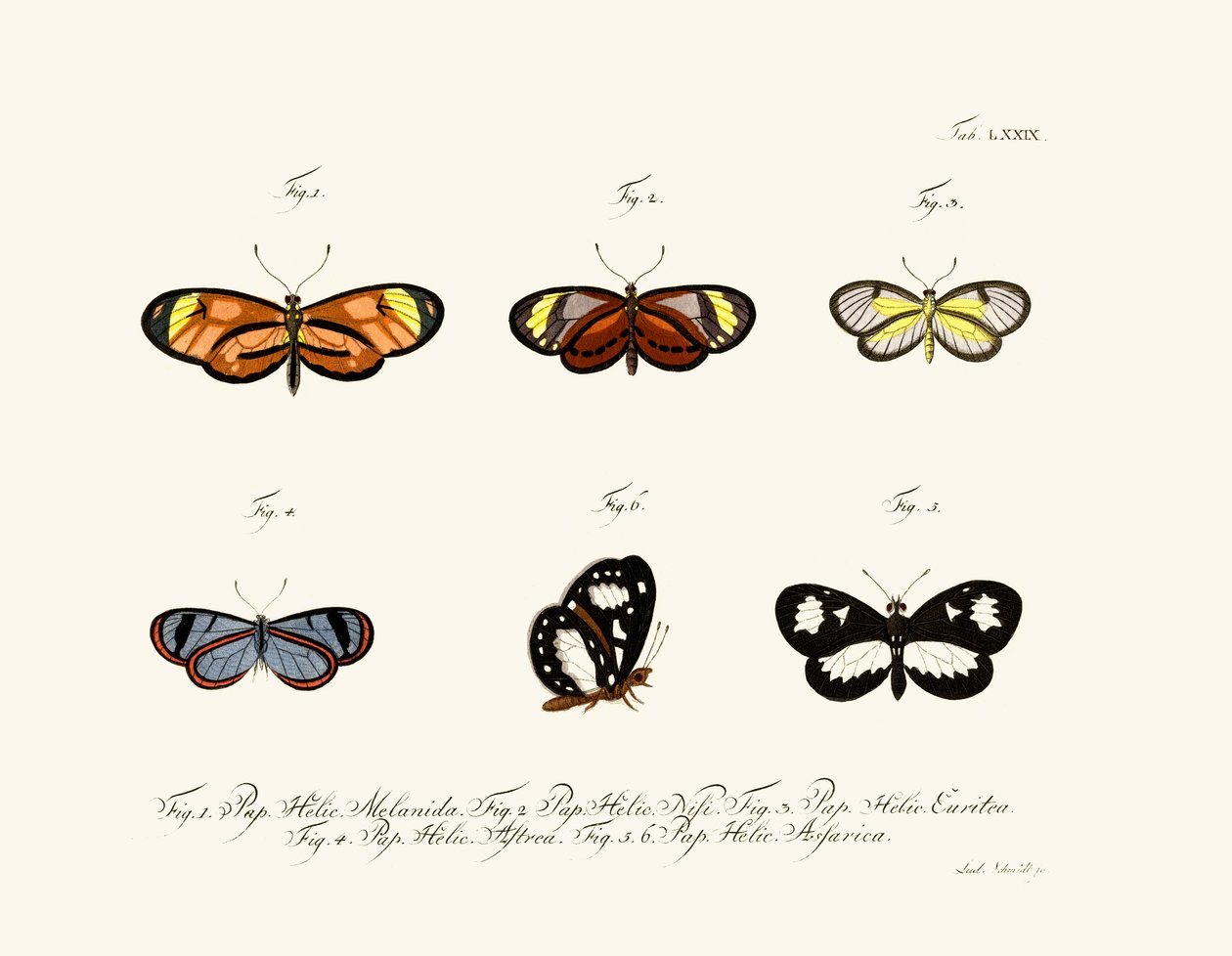 Papillons - German School