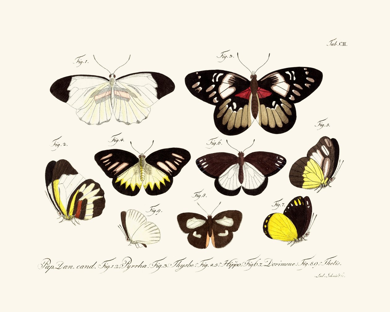 Papillons - German School