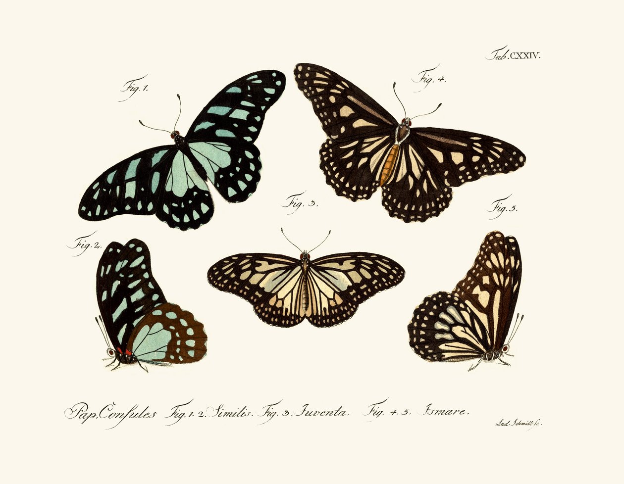 Papillons - German School