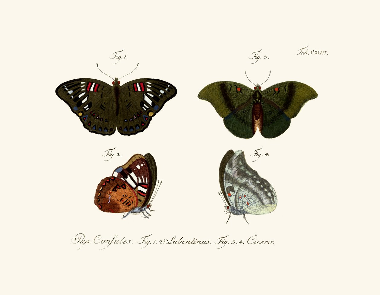 Papillons - German School