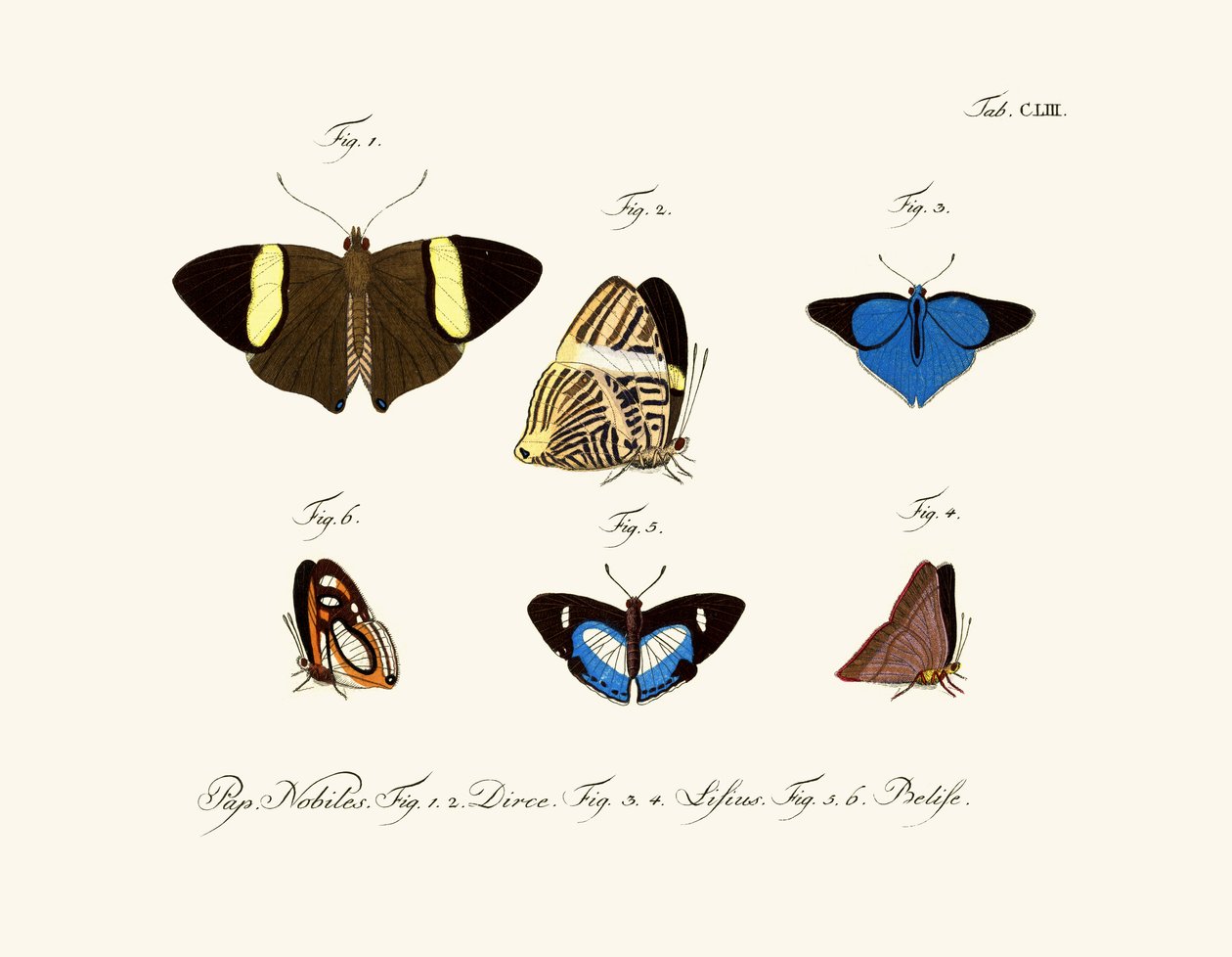 Papillons - German School