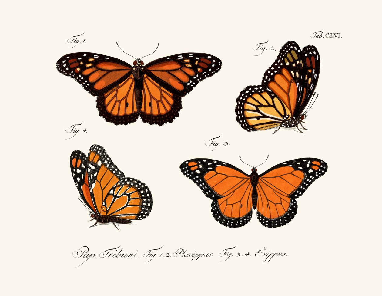 Papillons - German School
