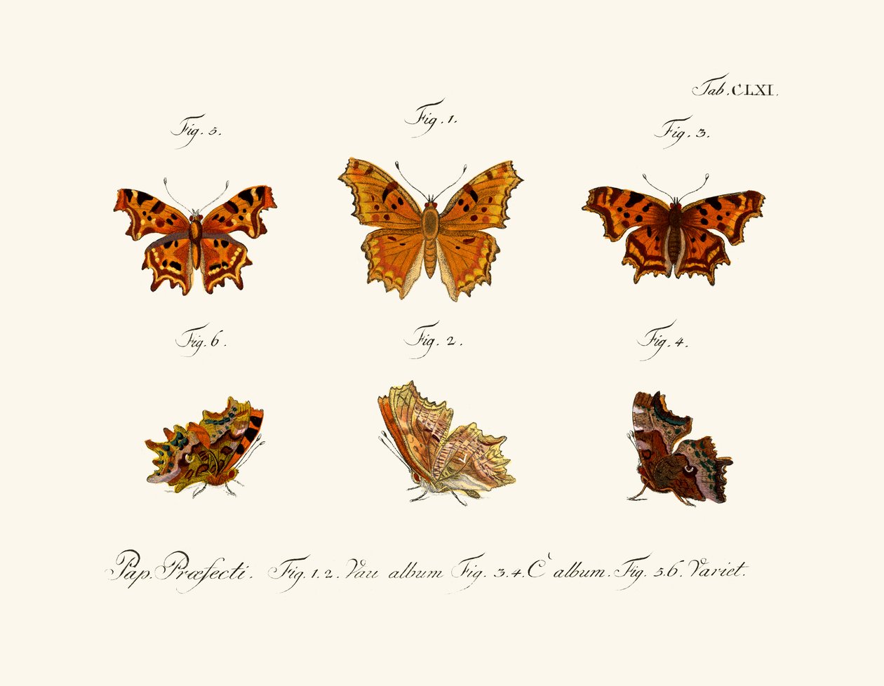 Papillons - German School