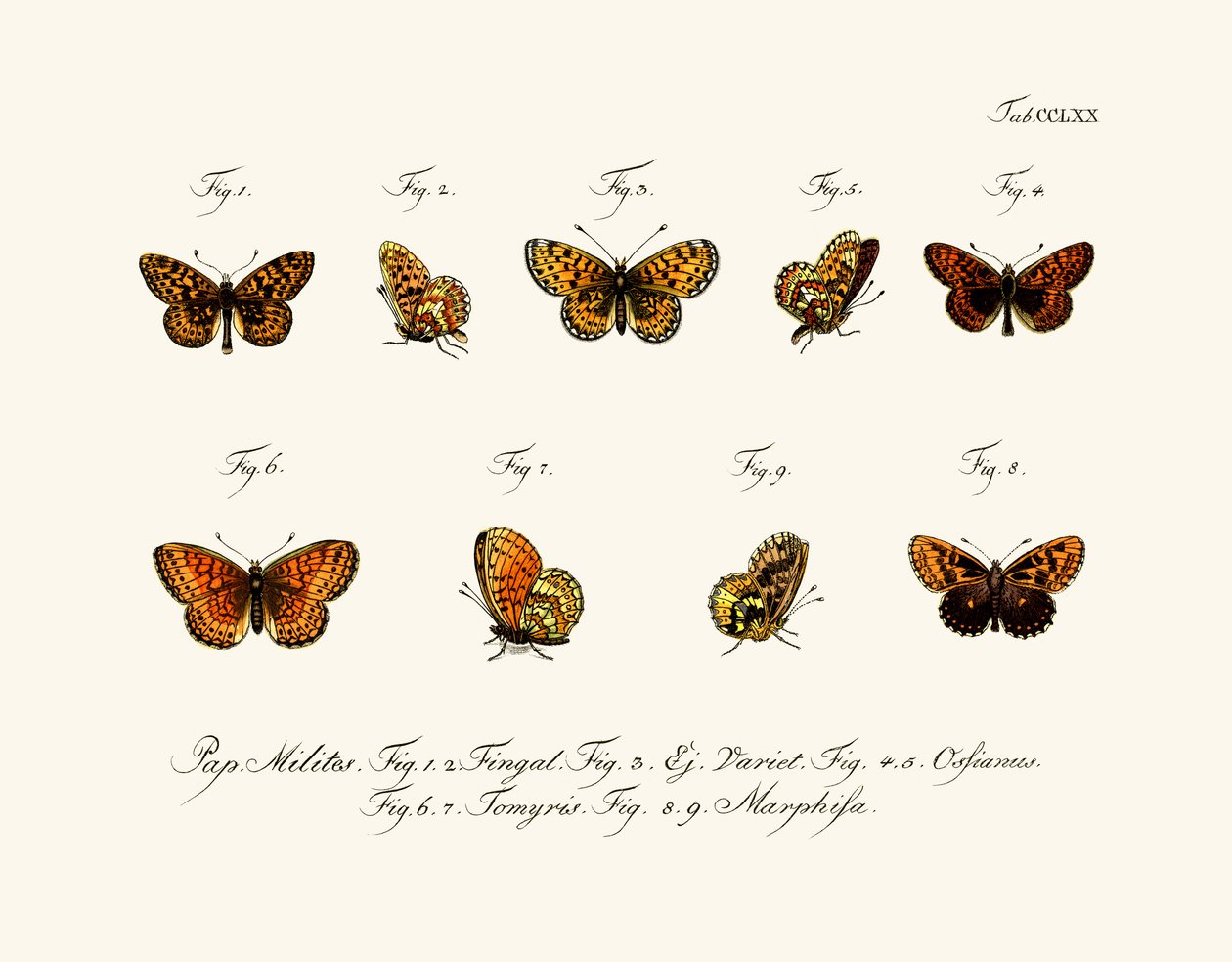 Papillons - German School