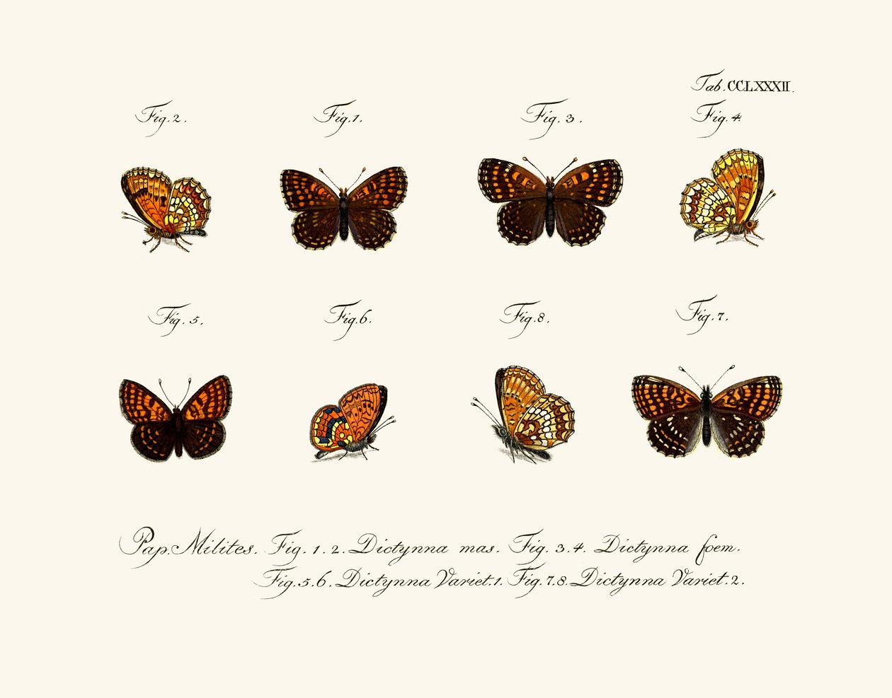 Papillons - German School