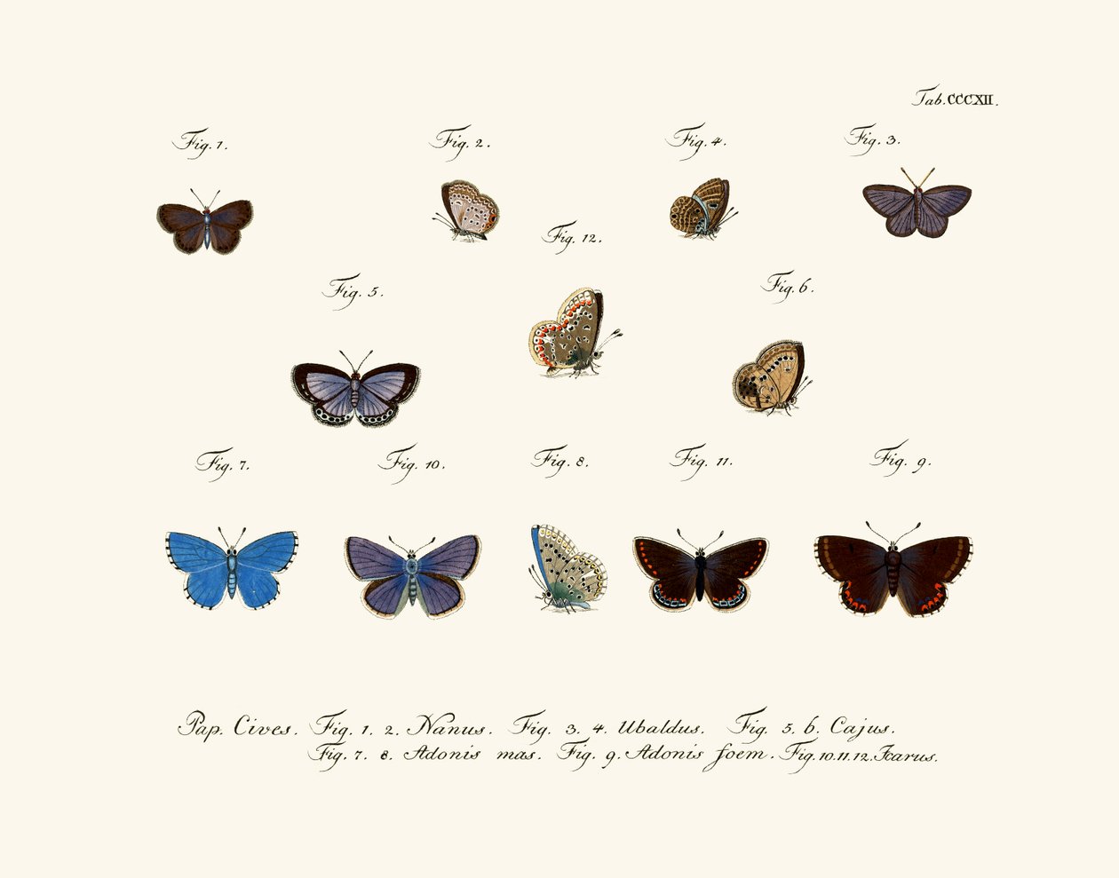 Papillons - German School