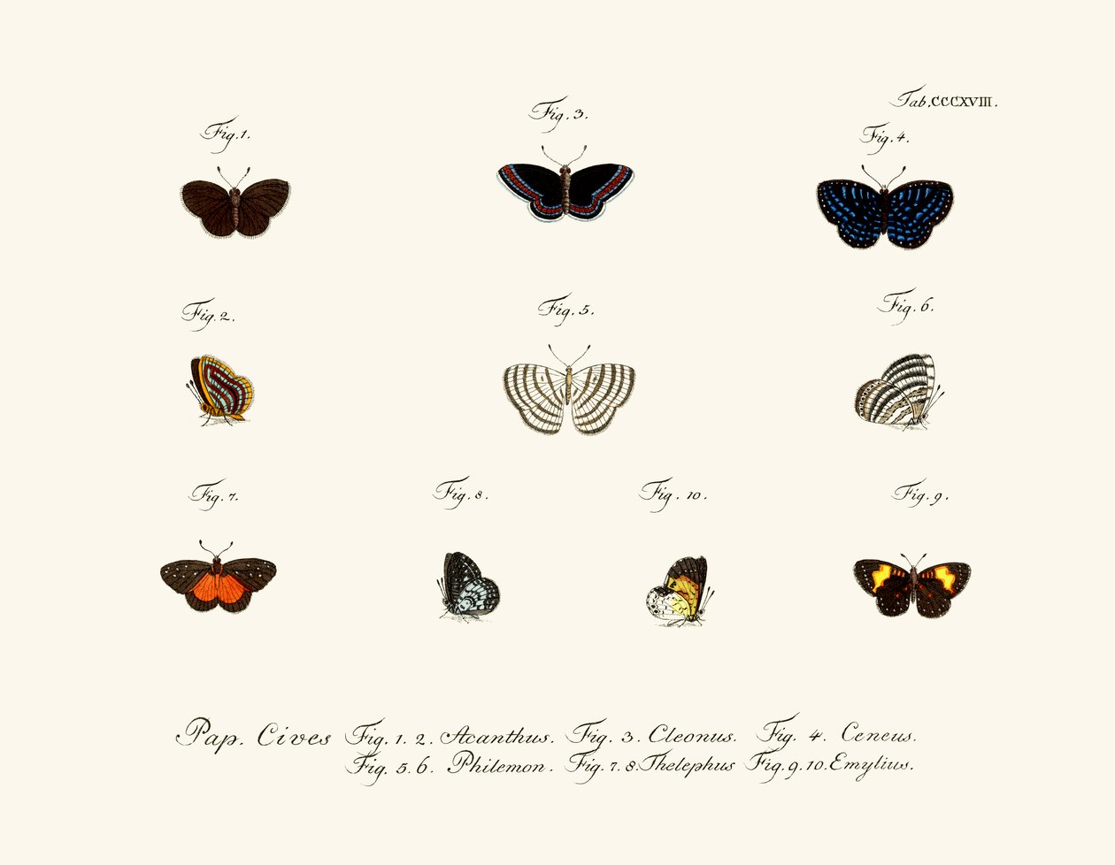 Papillons - German School