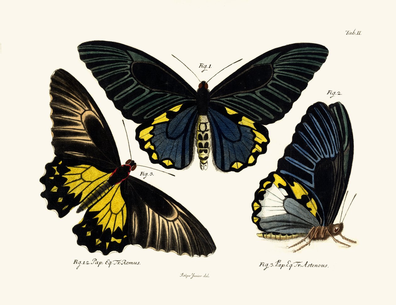 Papillons - German School