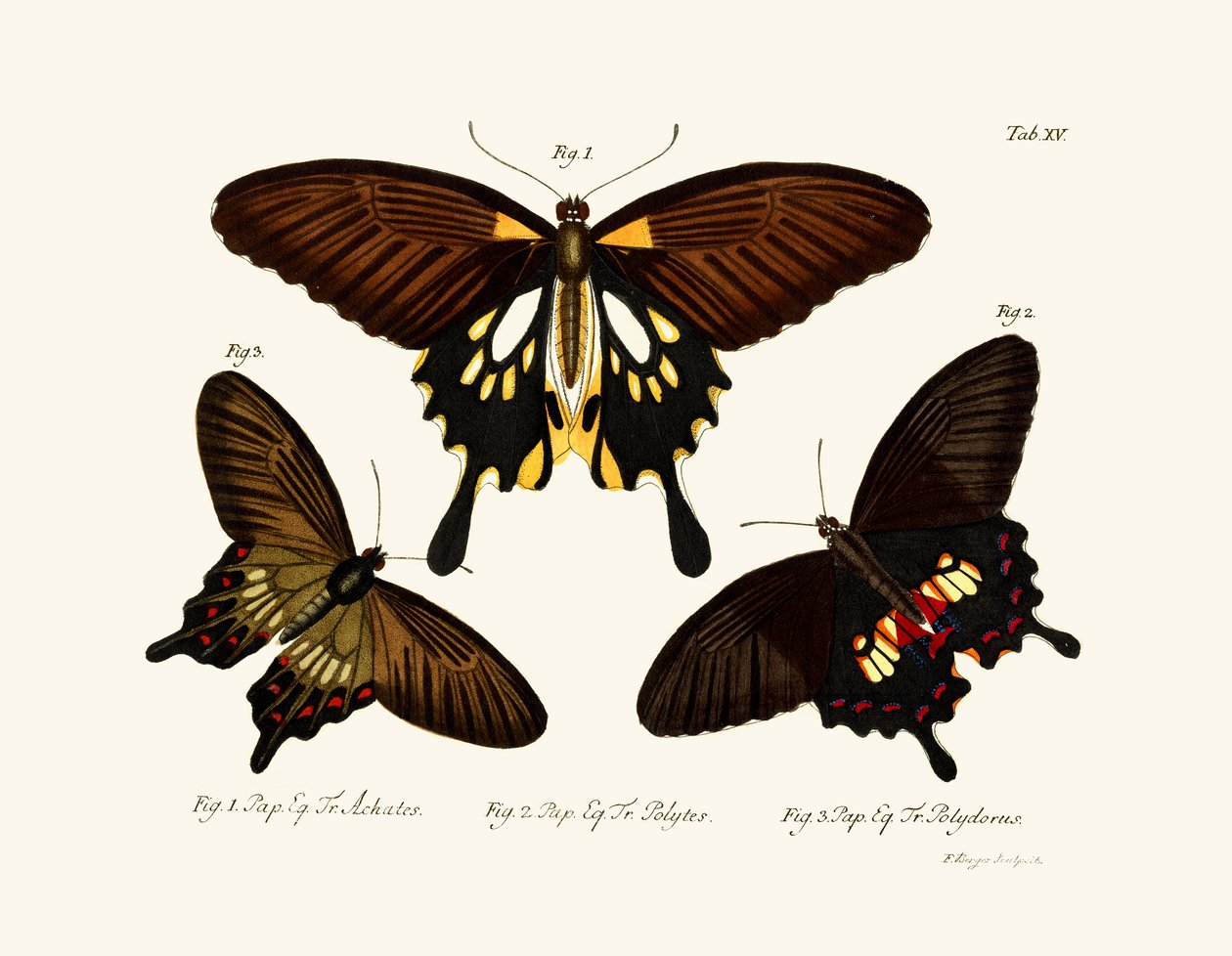 Papillons - German School