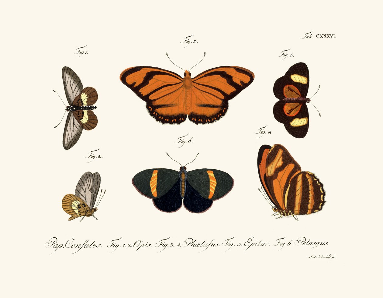 Papillons - German School