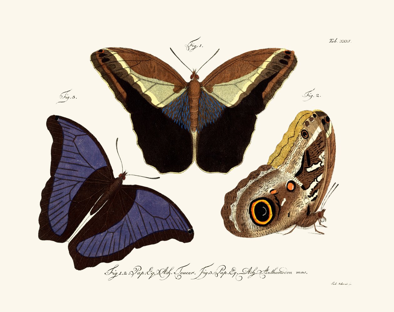 Papillons - German School