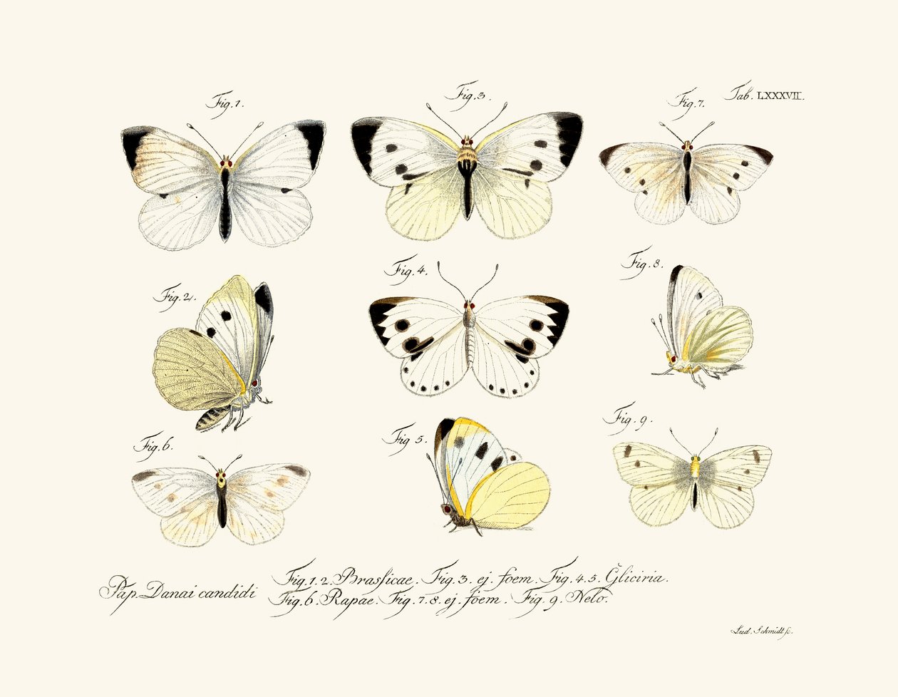 Papillons - German School