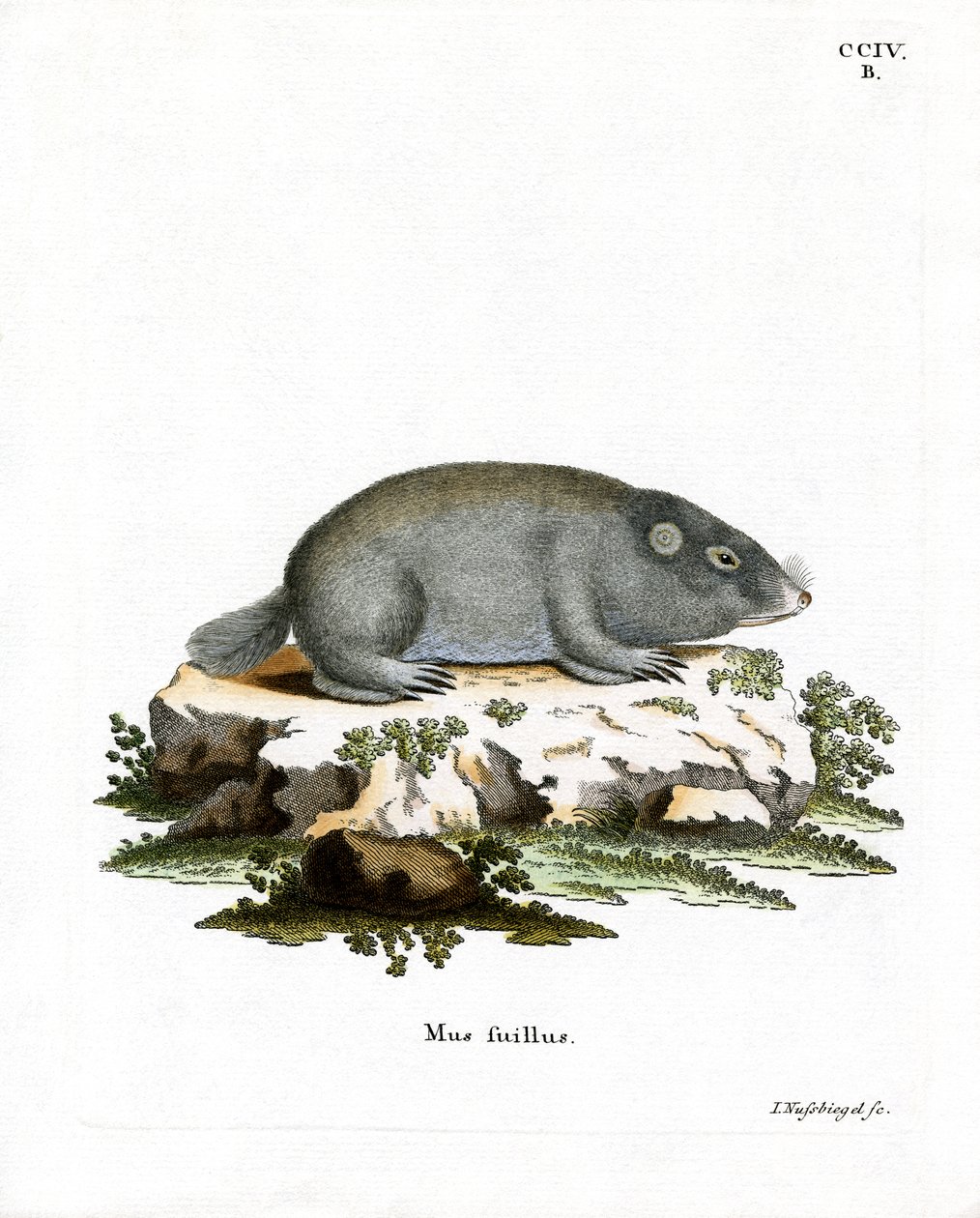 Rat-taupe du Cap - German School