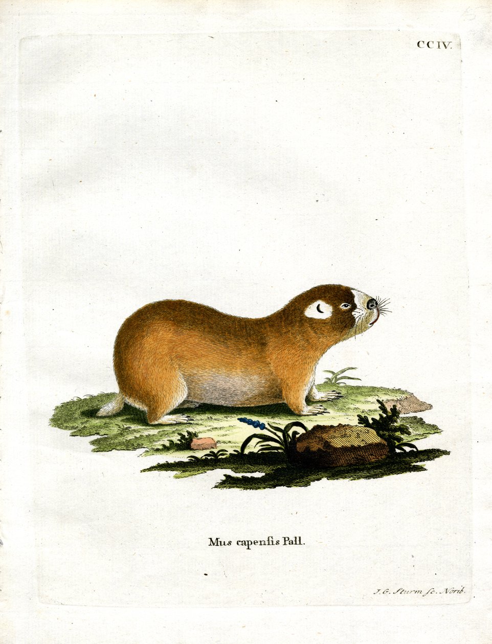 Rat-taupe du Cap - German School