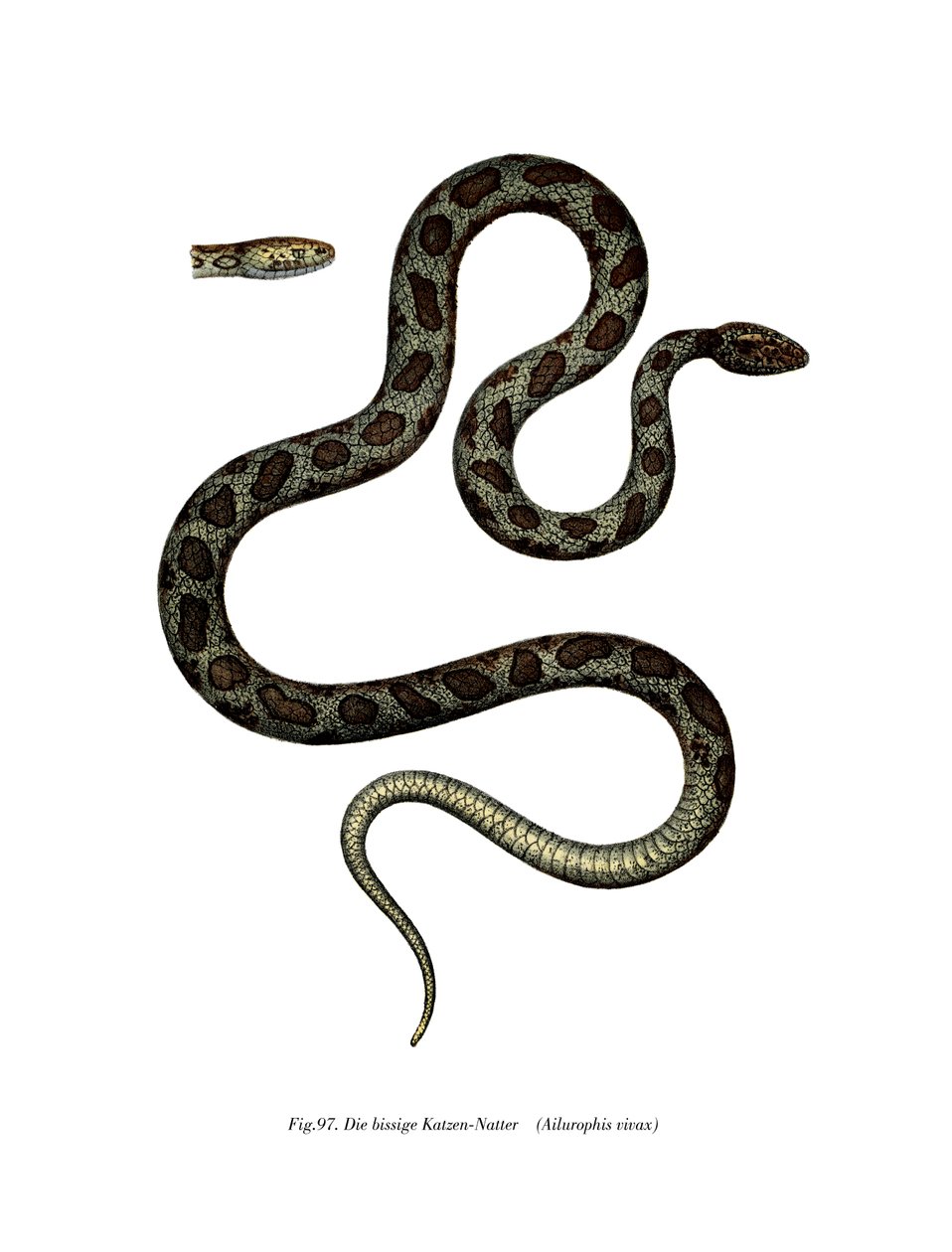 Serpent chat - German School