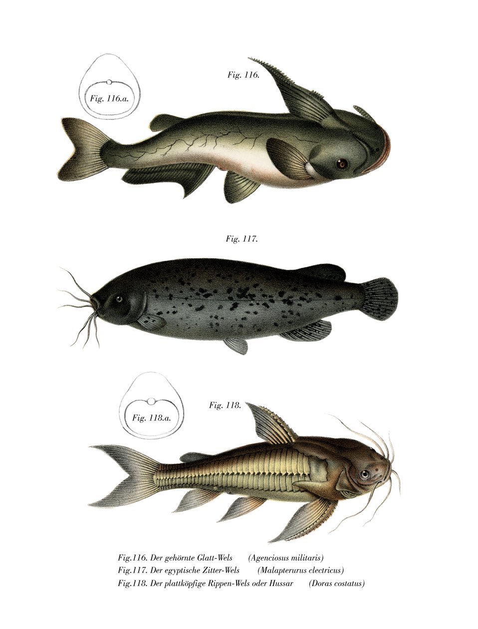 Poisson-chat - German School