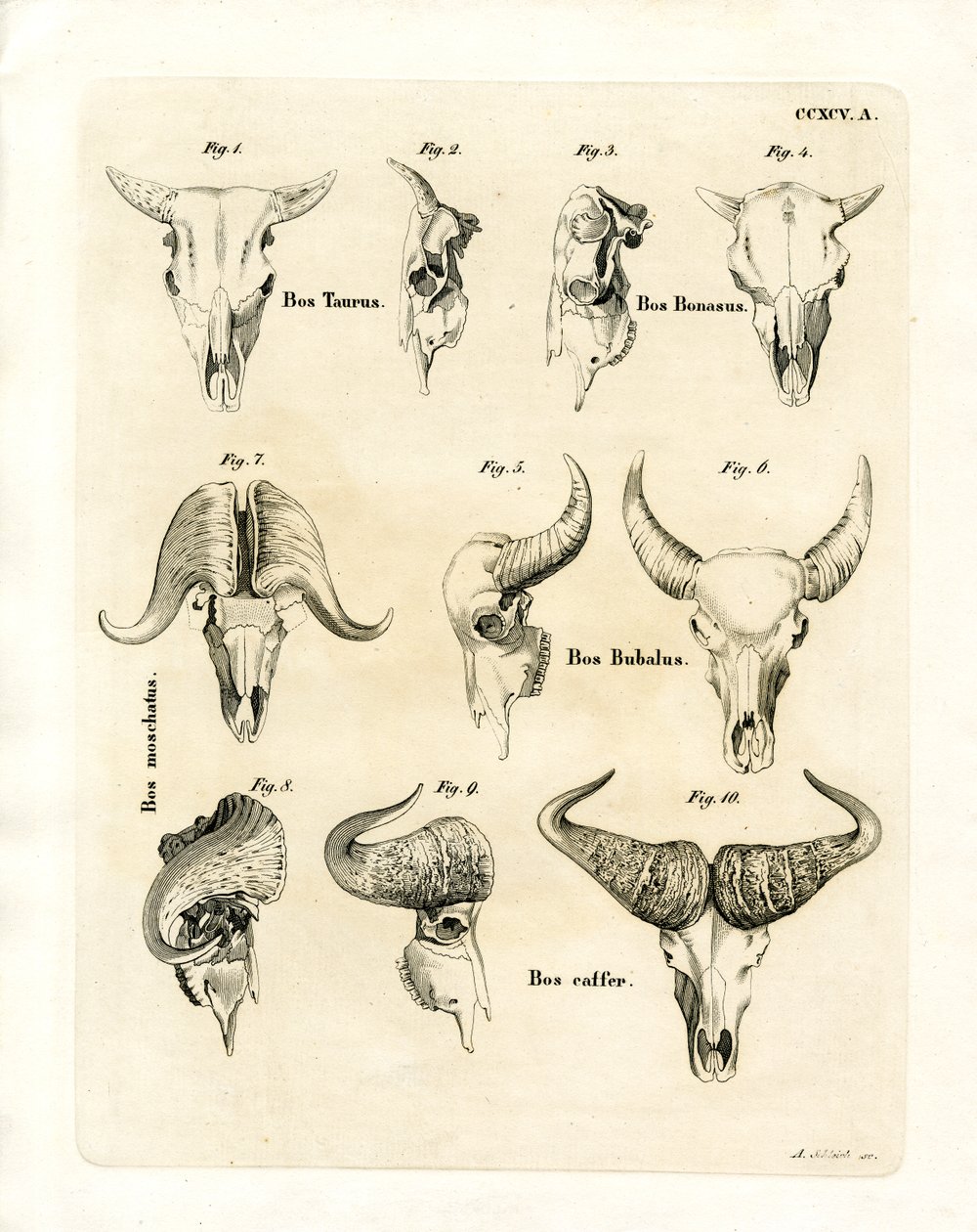 Crânes de bovins - German School