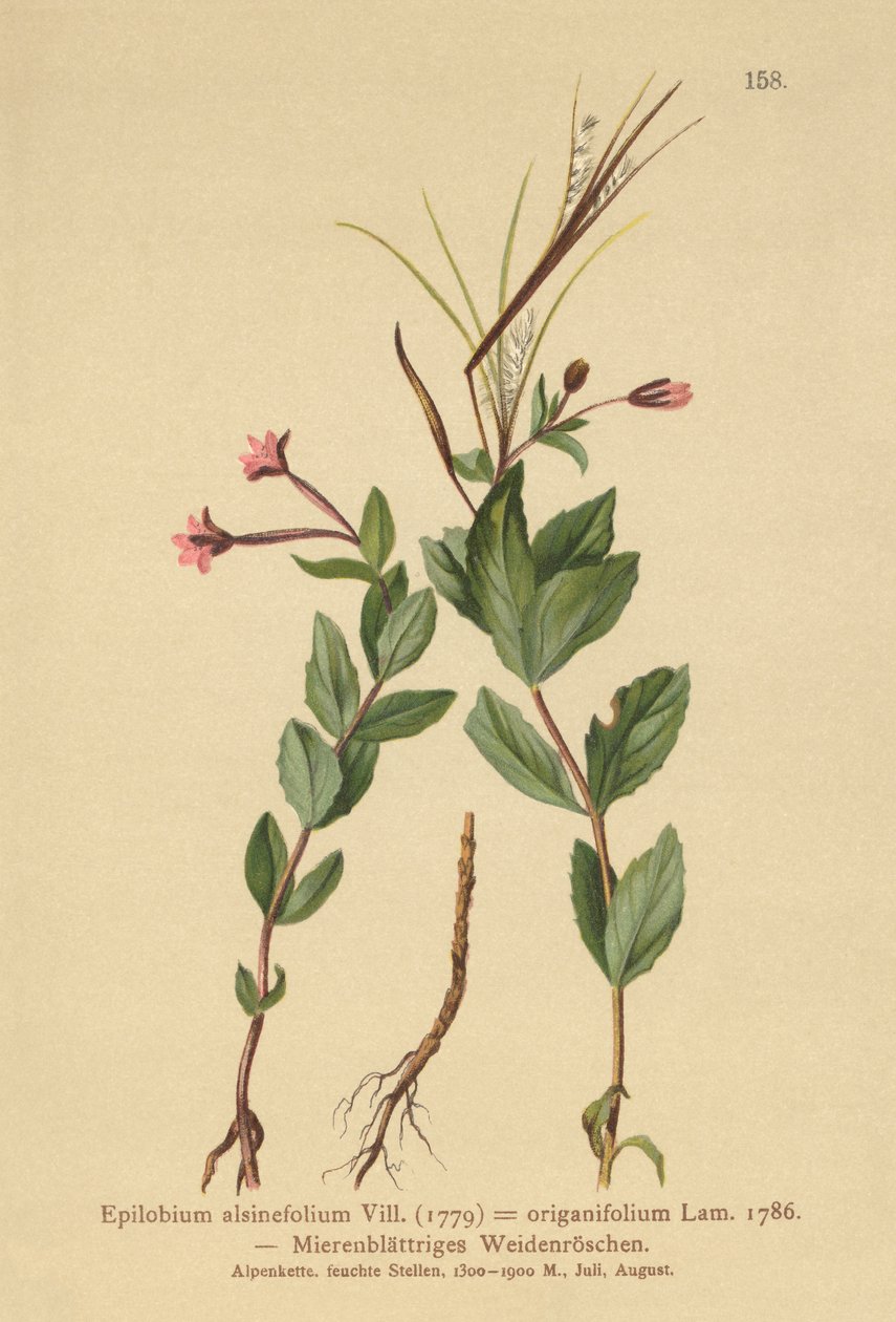 Épilobe à feuilles de mouron (Epilobium alsinefolium, Epilobium origanifolium) - German School