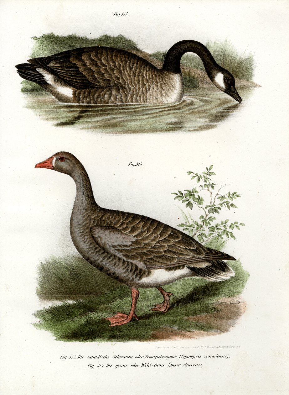 Oie de Chine, 1864 - German School