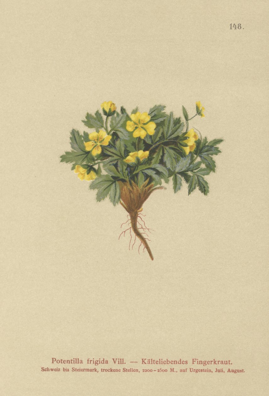 Potentille (Potentilla frigida) - German School