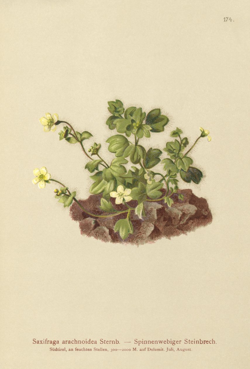 Saxifrage toile d