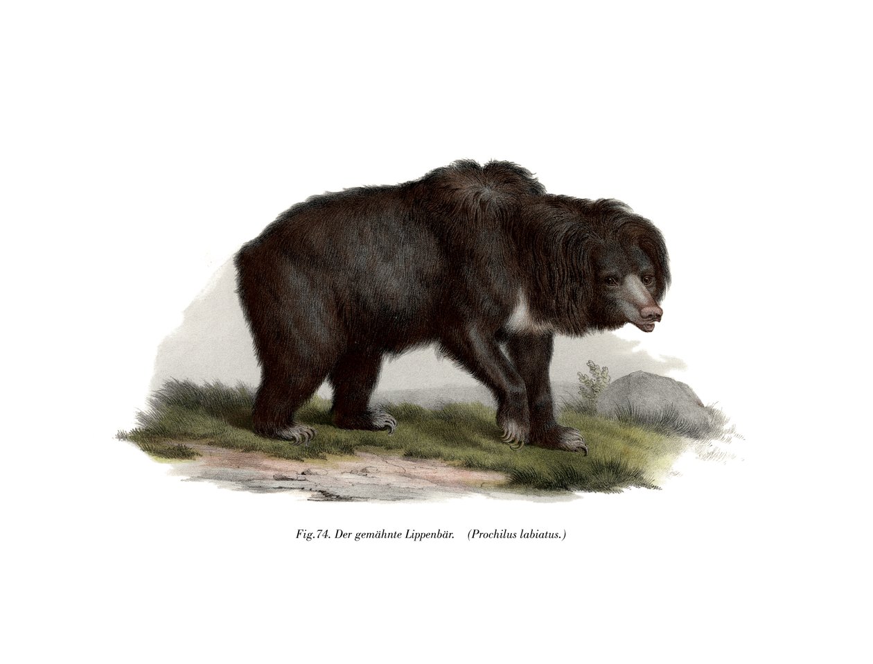 Ours paresseux indien commun, 1860 - German School