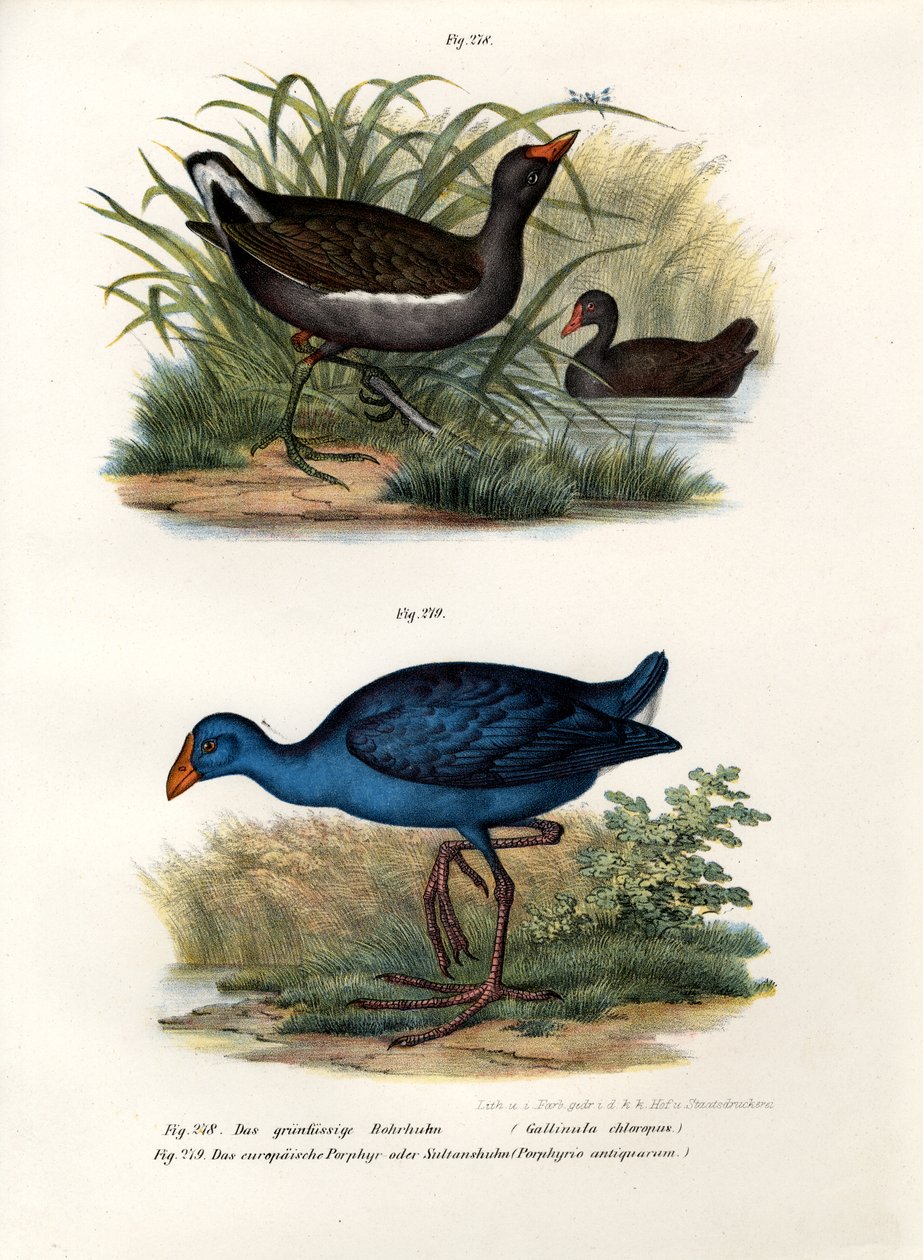 Gallinule poule-d
