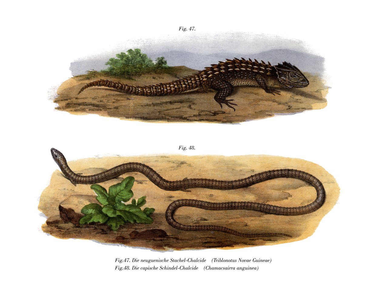 Scinque crocodile - German School