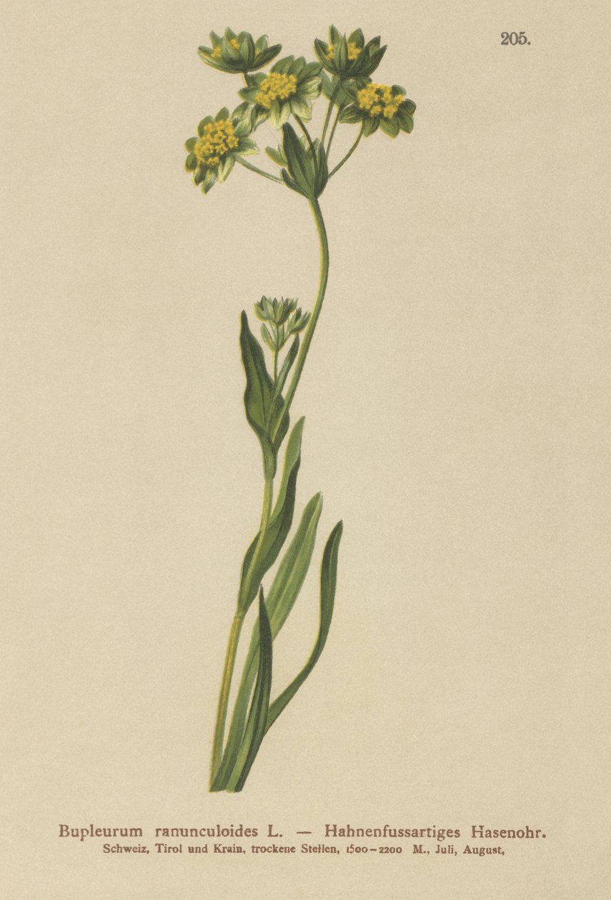 Oreille de lièvre à feuilles de renoncule (Bupleurum ranunculoides) - German School