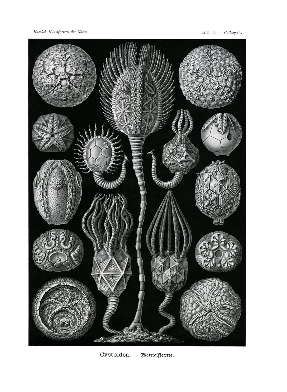 Cystoidea - German School