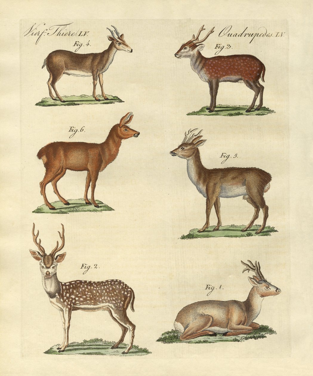 Cerfs et faons - German School