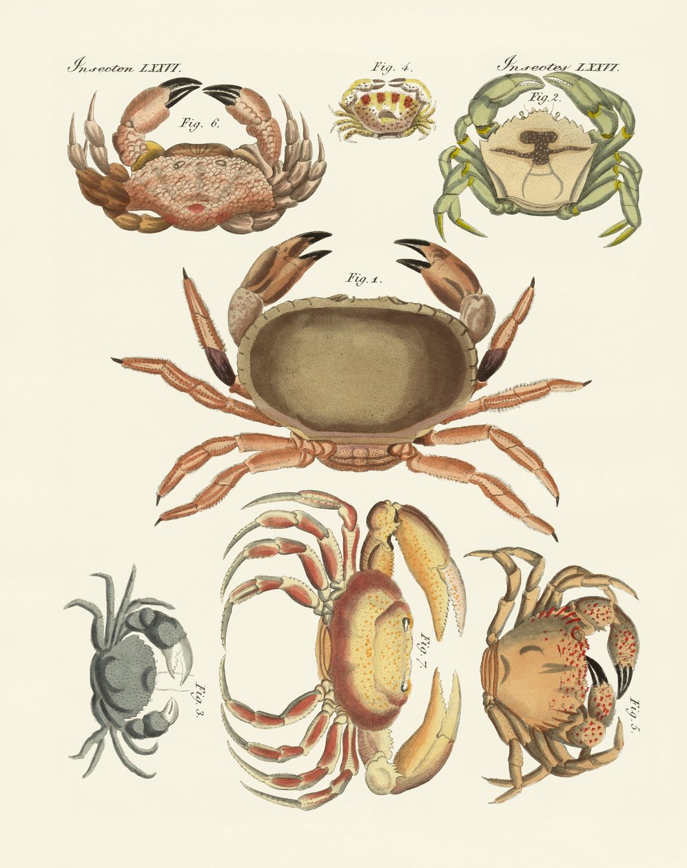 Différents types de crabes - German School