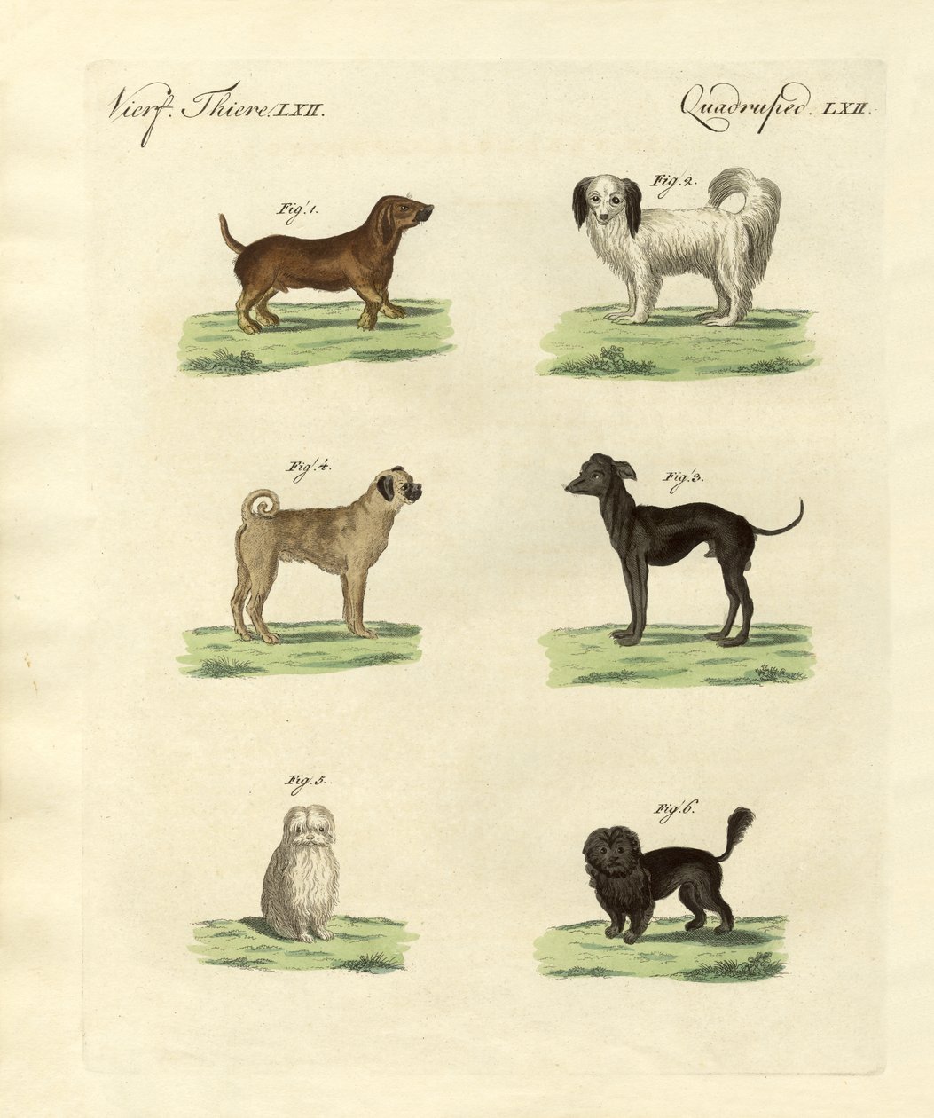 Différentes sortes de chiens - German School