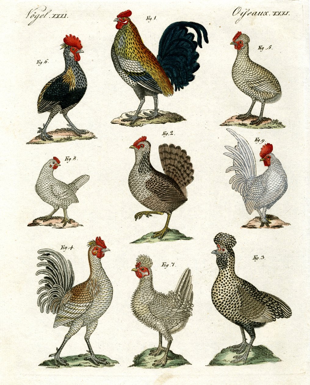 Différentes sortes de poules - German School