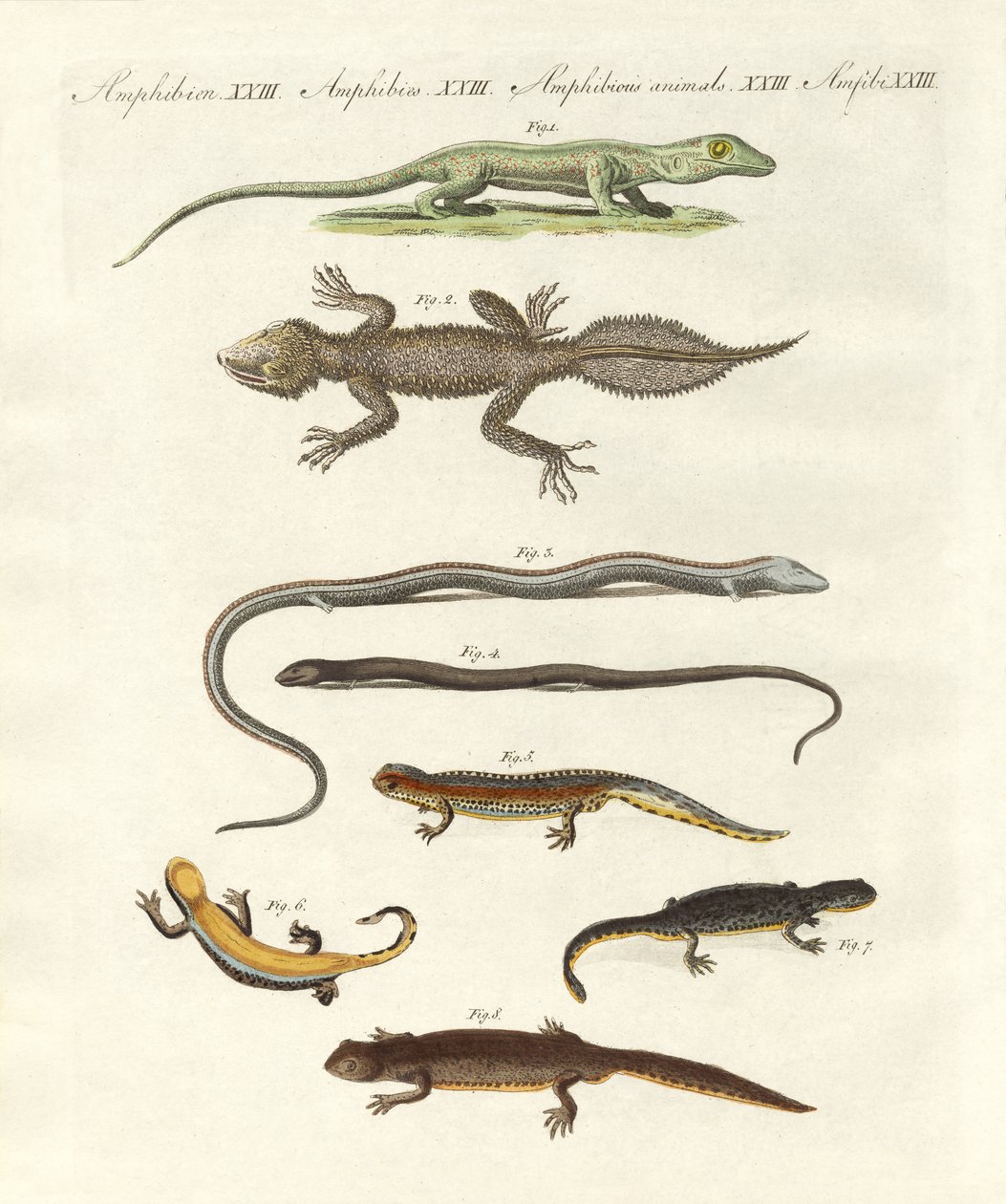 Différentes sortes de lézards - German School