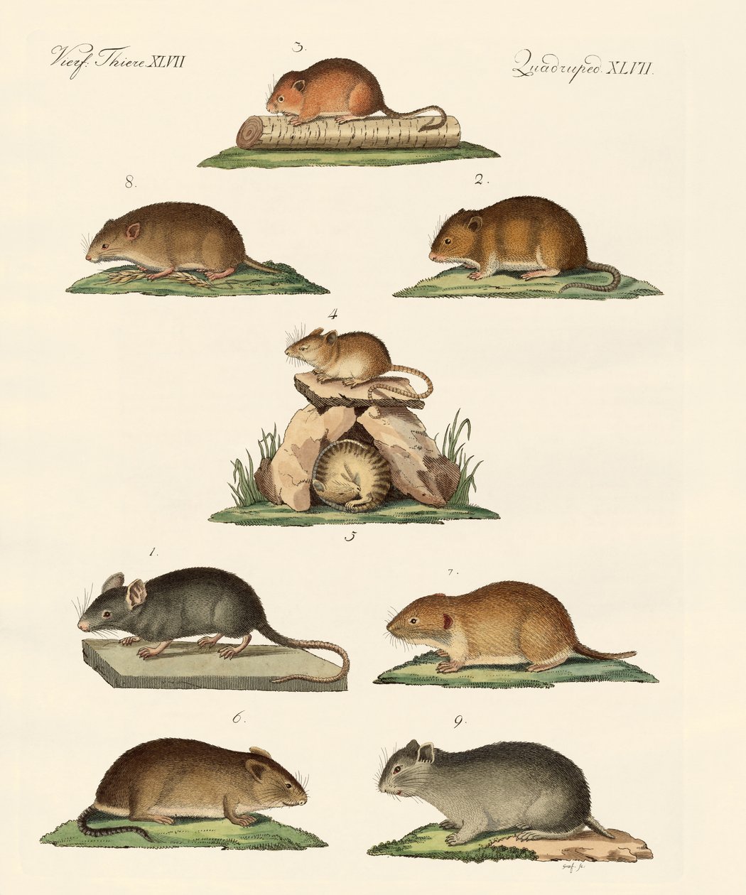 Différents types de souris - German School