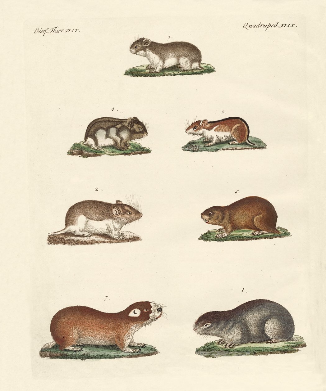Différents types de souris - German School