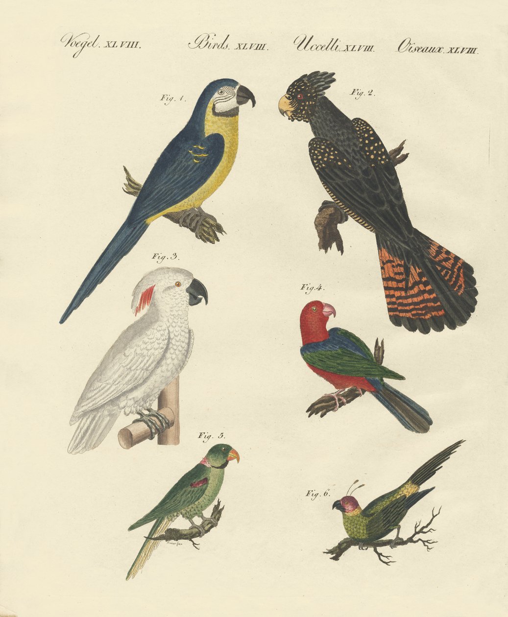 Différentes sortes de perroquets - German School