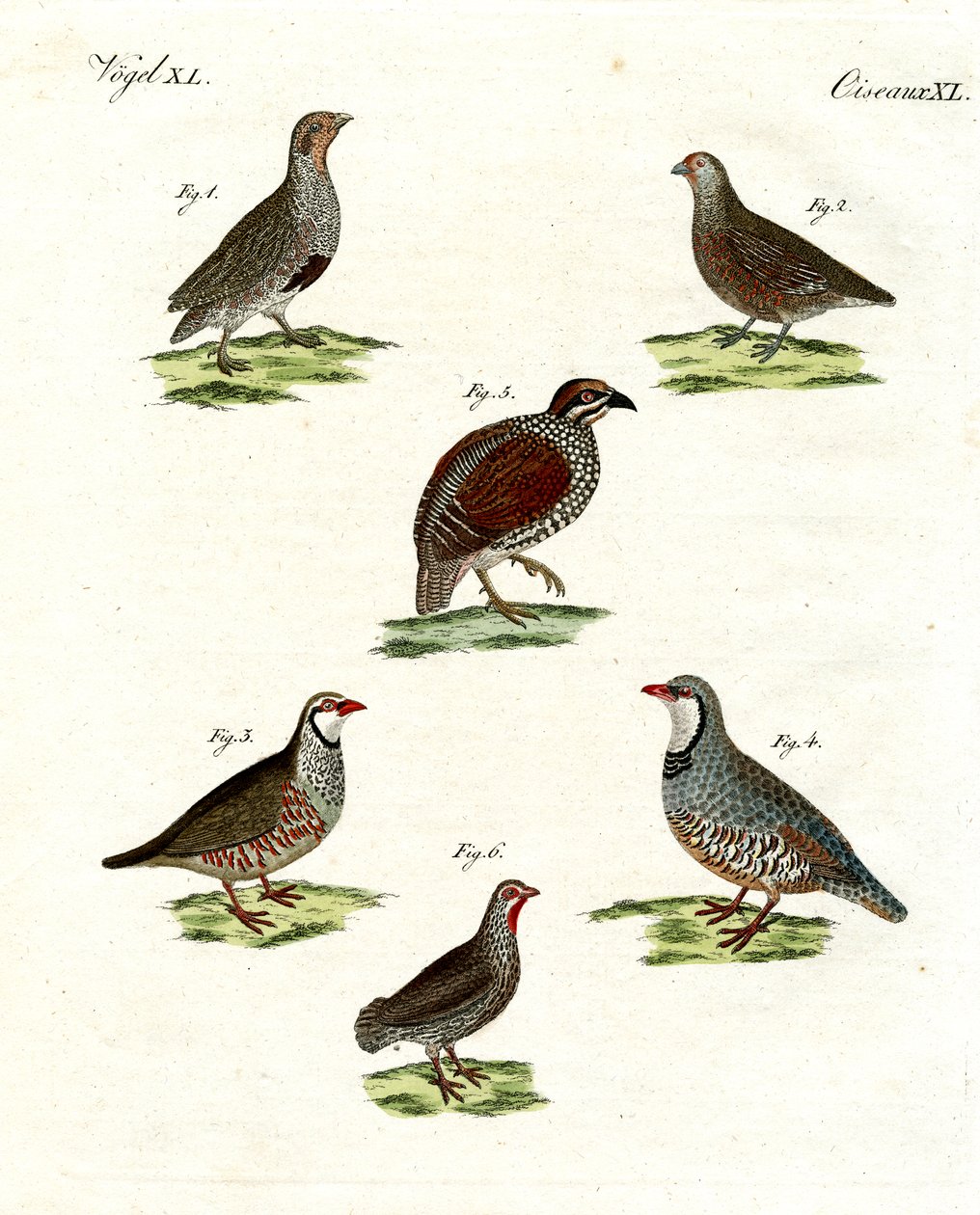 Différentes sortes de perdrix - German School