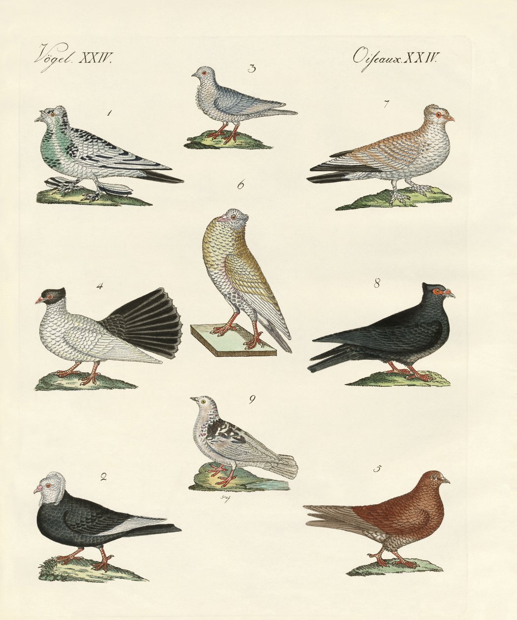 Différents types de pigeons - German School